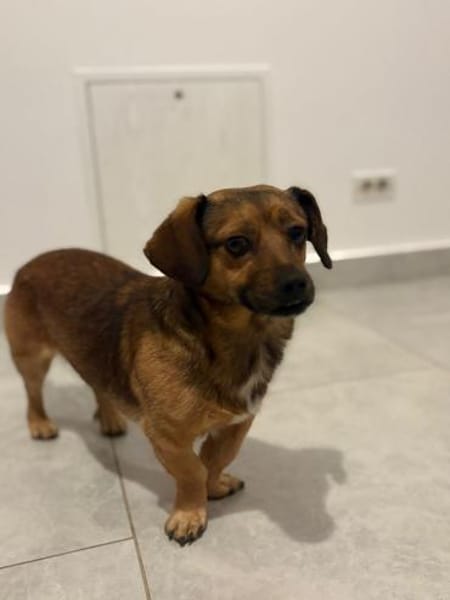 Shorty - unser Sonnenschein sucht Dich