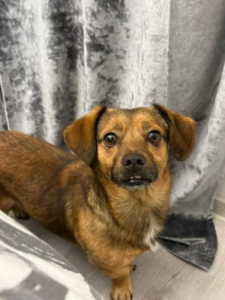 Shorty - unser Sonnenschein sucht Dich