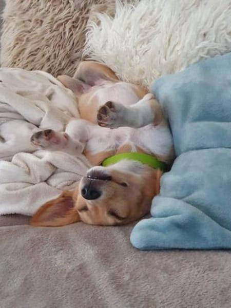 Cherry- mit den besonderen Ohren