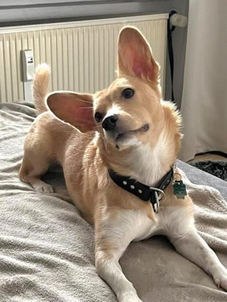 Cherry- mit den besonderen Ohren