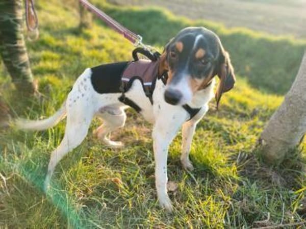 🧡Snickers - in Deutschland zur Pflege