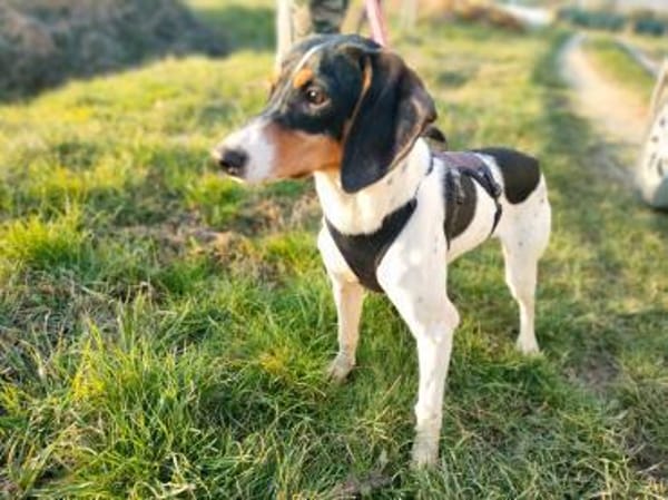 🧡Snickers - in Deutschland zur Pflege