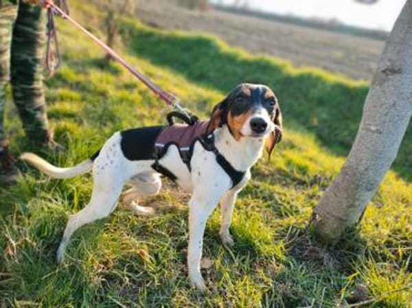 🧡Snickers - in Deutschland zur Pflege