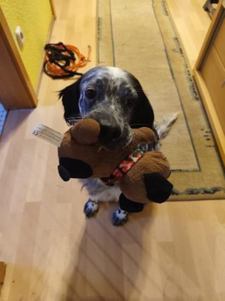 🧡Lola - in Deutschland zur Pflege