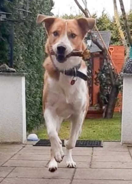 Buddy 💙 sucht Happy-Home