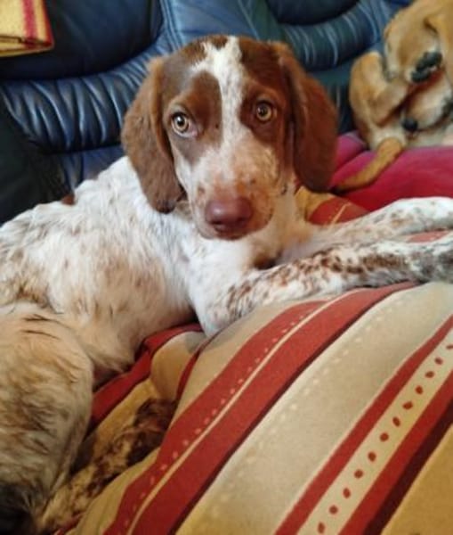 Iza- Kleine Welpenmaus sucht ein Zuhause