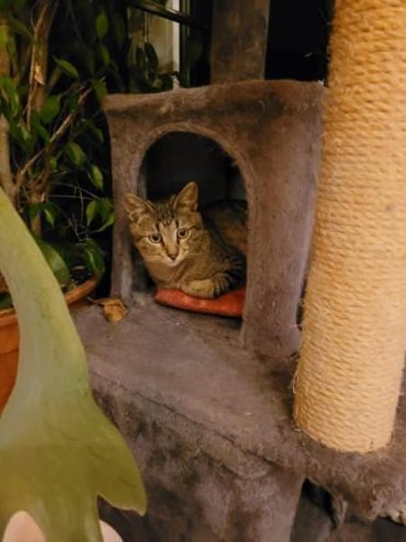 Kater Akari sucht sein Zuhause