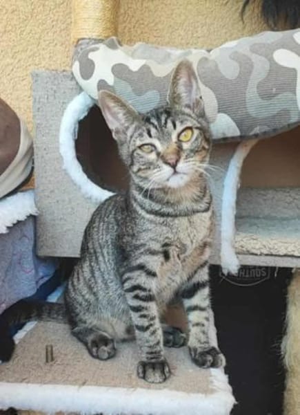 Kleiner Bandit sucht sein Zuhause