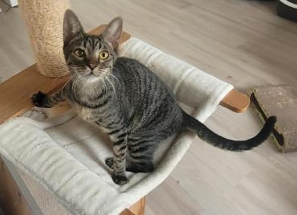 Kleiner Bandit sucht sein Zuhause