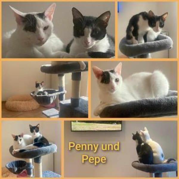 Penny und Pepe