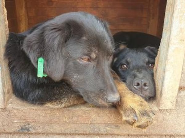 MARIA-zauberhafte Jung-Hündin,39 cm