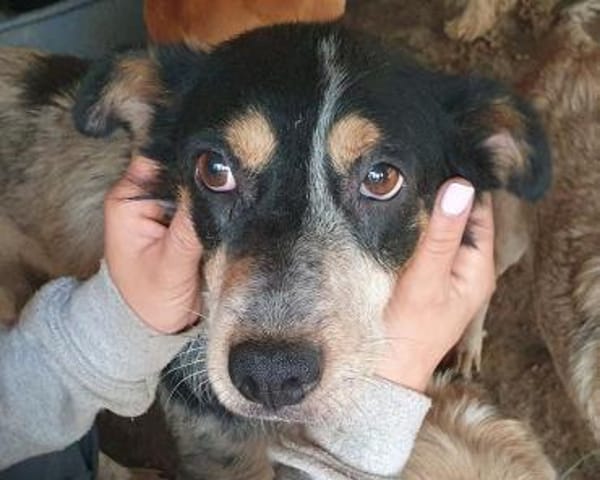 NELE-wunderschöne Hündin, 47 cm