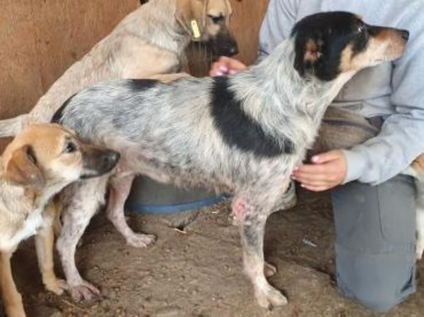 NELE-wunderschöne Hündin, 47 cm