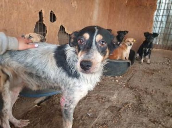 NELE-wunderschöne Hündin, 47 cm