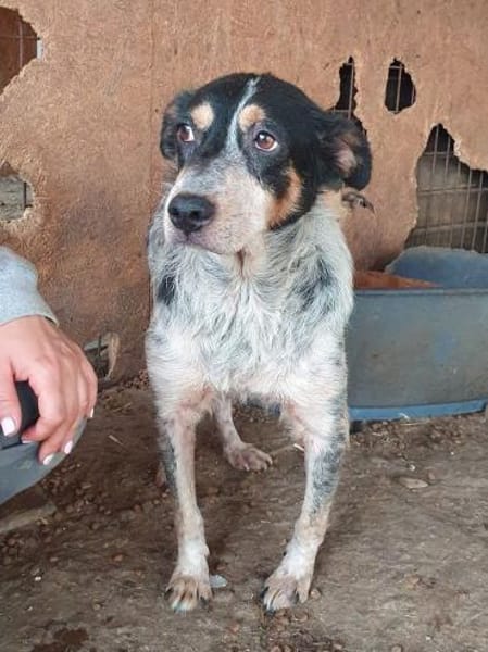 NELE-wunderschöne Hündin, 47 cm