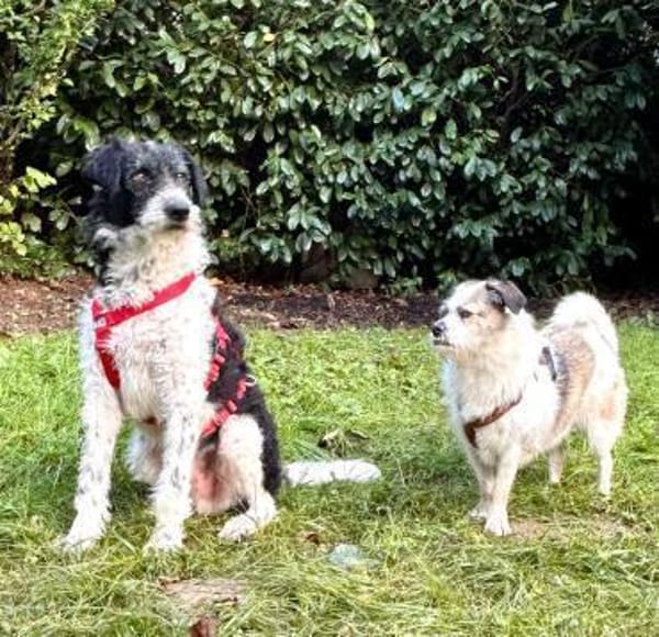 Seymur, verschmust, lernwillig, sanft