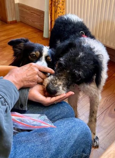 Seymur, verschmust, lernwillig, sanft