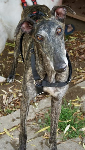 Quintana, verschmust, neugierig, offen