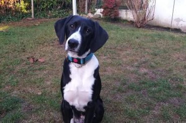 Araldo - wartet in 42859 Remscheid