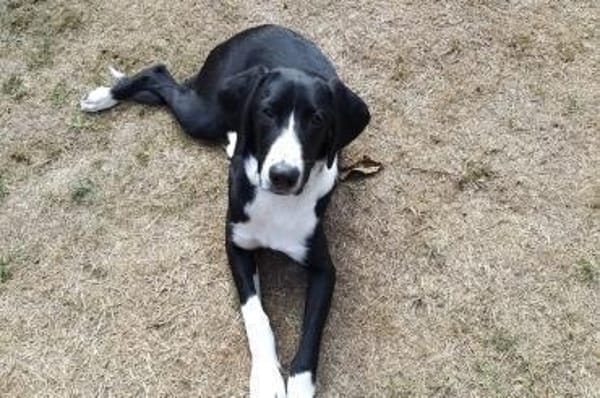 Araldo - wartet in 42859 Remscheid