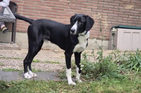 Araldo - wartet in 42859 Remscheid