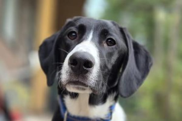 Araldo - wartet in 42859 Remscheid