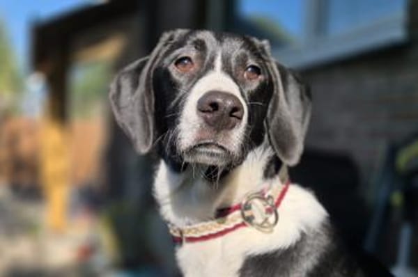 Araldo - wartet in 42859 Remscheid