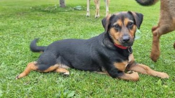 Juna - Zauberhafte Süßmaus