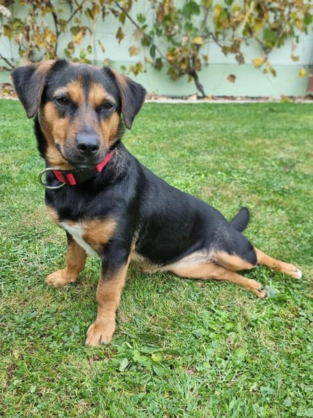 Juna - Zauberhafte Süßmaus