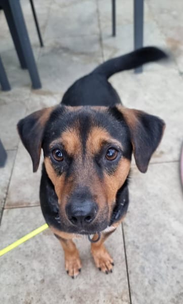 Juna - Zauberhafte Süßmaus