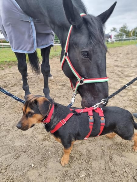 Juna - Zauberhafte Süßmaus