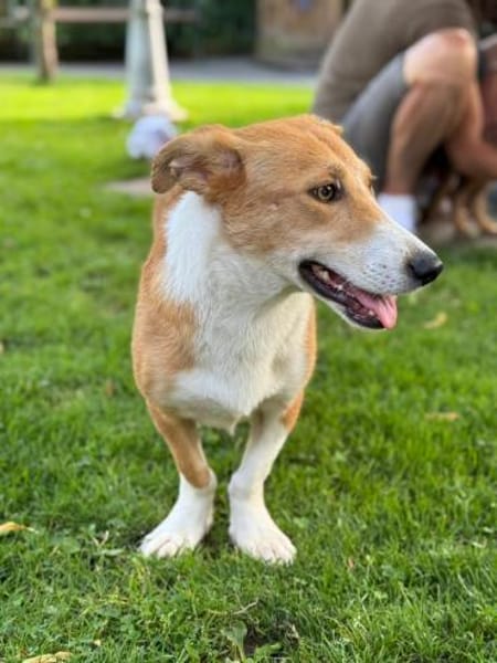 JIMMY-aufgeweckter,lieber  J.-Rüde,39 cm