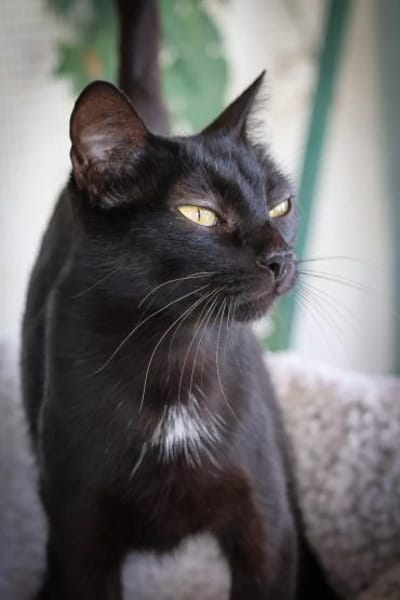 Schwarze Schönheit sucht Zuhause