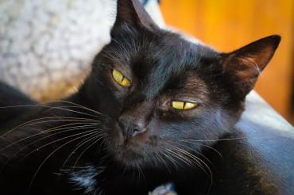 Schwarze Schönheit sucht Zuhause