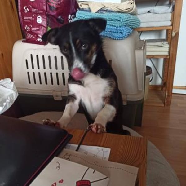 Kleine Lina🌺 sucht liebevolles Heim