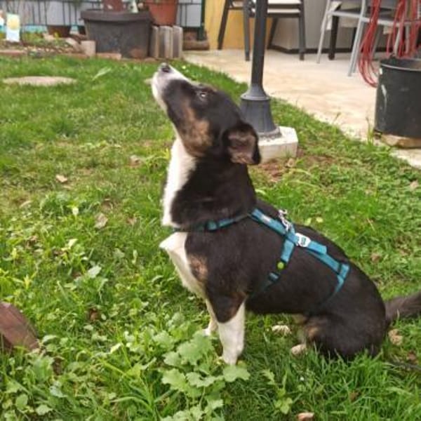 Kleine Lina🌺 sucht liebevolles Heim