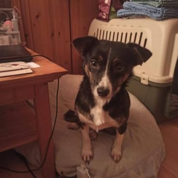 Kleine Lina🌺 sucht liebevolles Heim