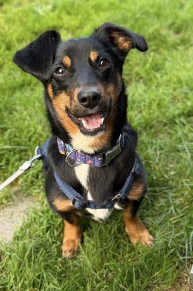 Lustiger  verspielter Dackelmix BOLLE