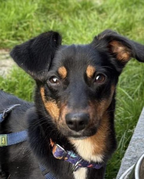 Lustiger  verspielter Dackelmix BOLLE