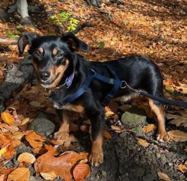 Lustiger  verspielter Dackelmix BOLLE