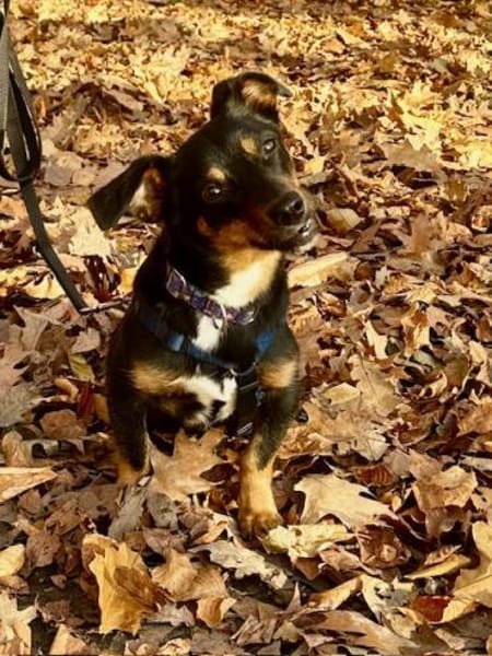 Lustiger  verspielter Dackelmix BOLLE