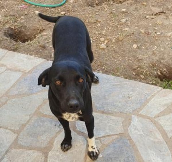 Jacques, ca. 1,5 Jahr, 45 cm, 18 kg