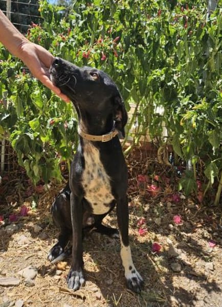 Jacques, ca. 1,5 Jahr, 45 cm, 18 kg