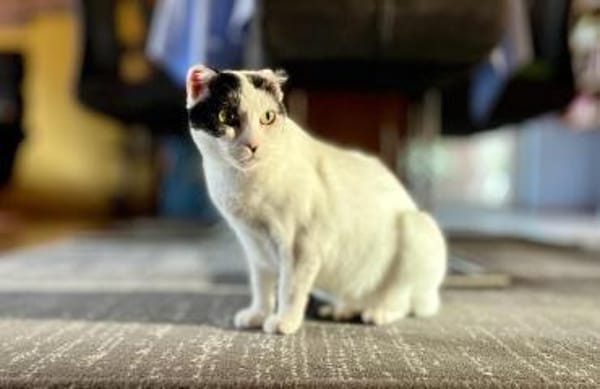 Süße MINA wartet auf ihr 4-ever-Home