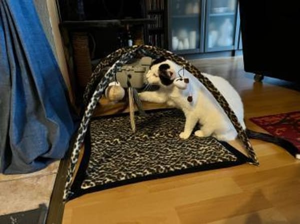 Süße MINA wartet auf ihr 4-ever-Home