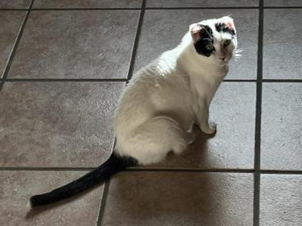 Süße MINA wartet auf ihr 4-ever-Home