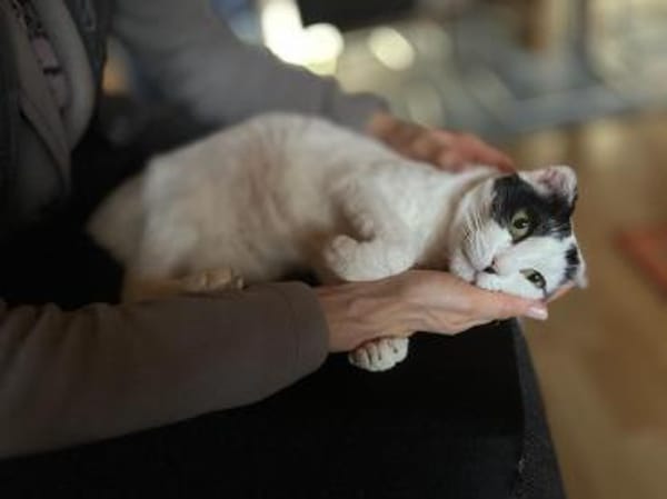 Süße MINA wartet auf ihr 4-ever-Home