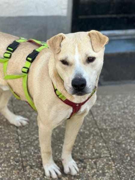 Knutschkugel Remo sucht seine Menschen!