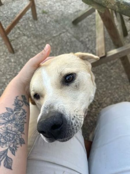 Knutschkugel Remo sucht seine Menschen!