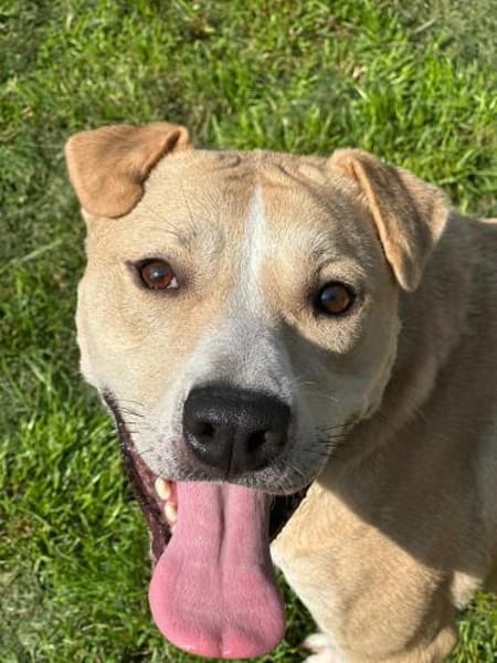 Knutschkugel Remo sucht seine Menschen!